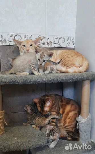 Серенгети бенгальские дети