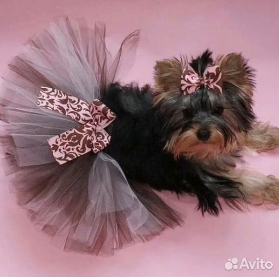 Юбочки для собак