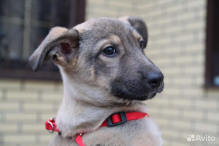 Щенок девочка