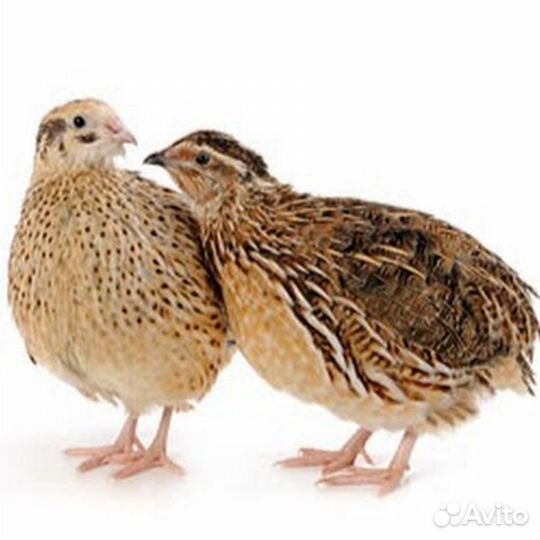 Перепела в Миловидово