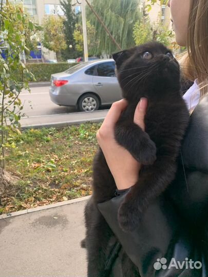 Найден котенок девочка