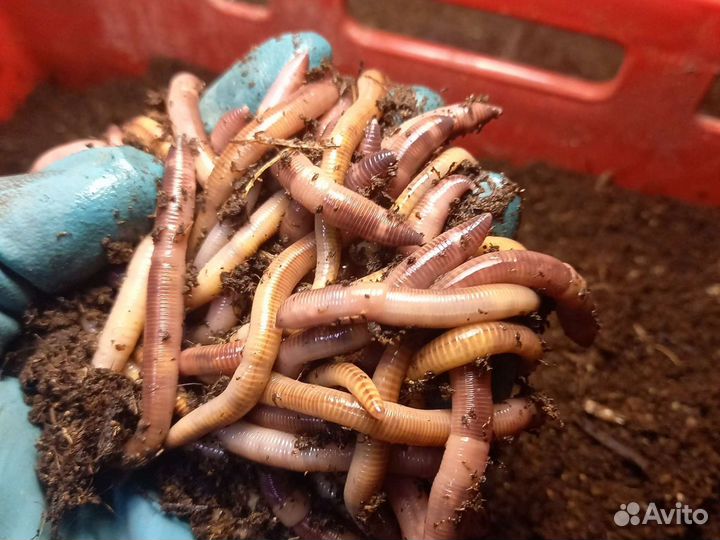 Червь Дендробена Венетта