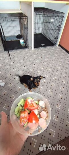 Передержка для собак и кошек