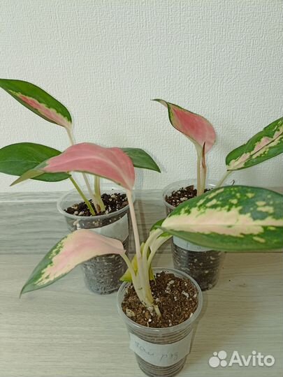 Аглаонема Чайна Рэд тай