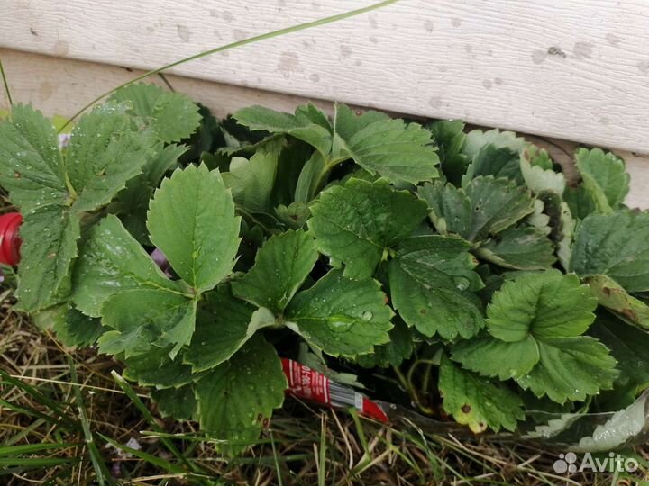 Рассада виктории