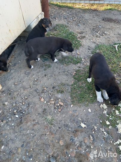 Щенки бесплатно