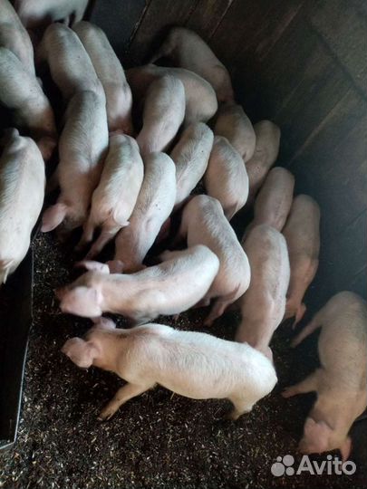 Поросенок ландрас