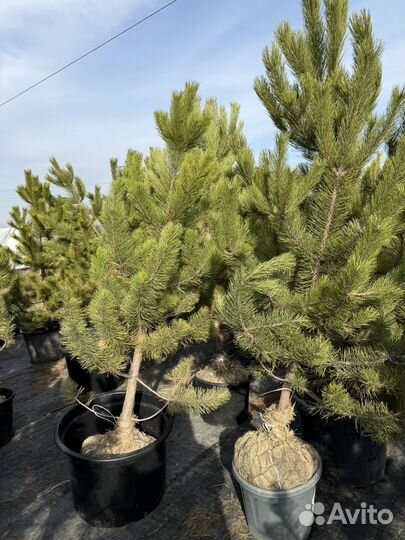 Сосна 1,5-2 м