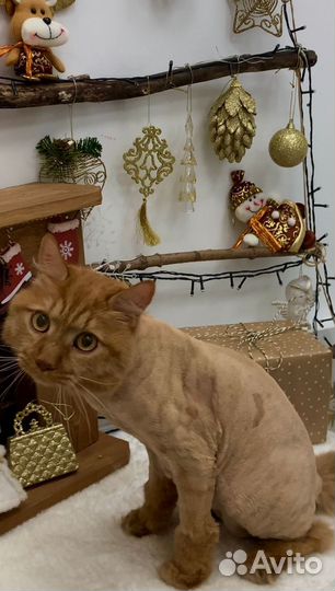 Стрижка кошек