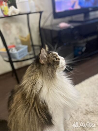 Мейкун бесплатно