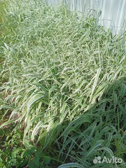 Канареечник рассада(трава декоративная)
