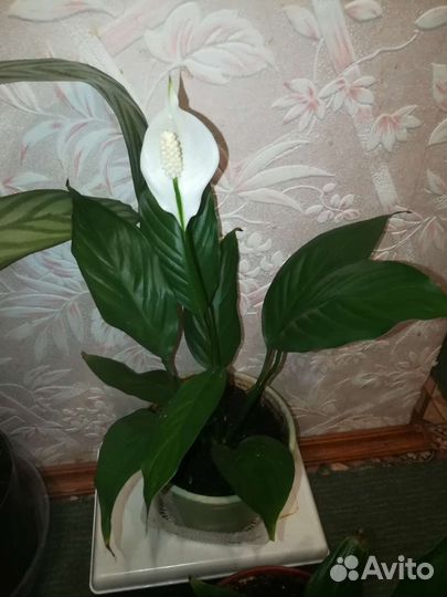 Комнатное растение Спатифиллум