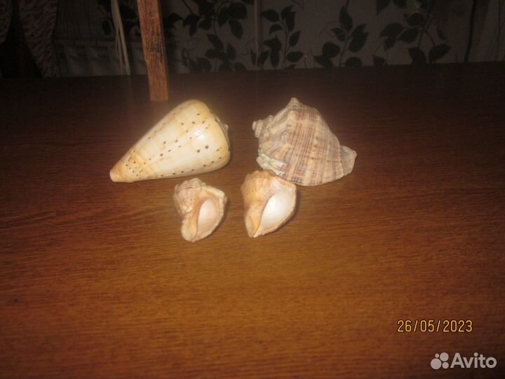 Отдам ракушки