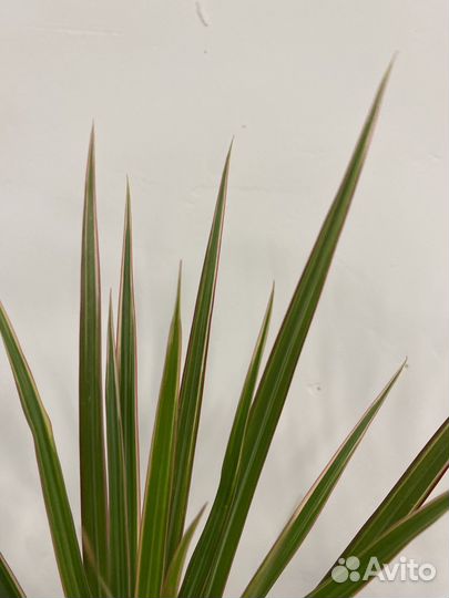 Пальма драцена маргината