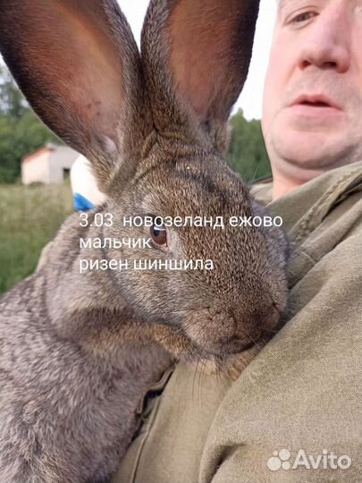 Кролики мясных пород