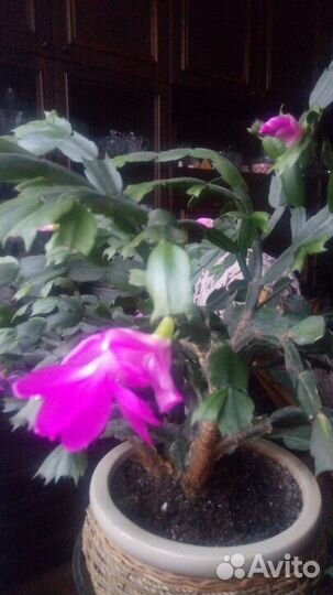 Саженцы декабриста