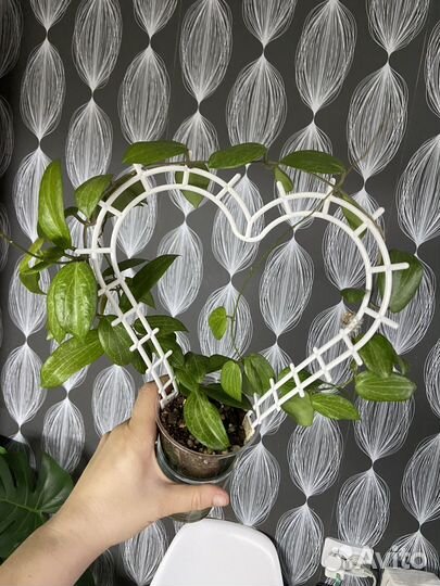 Редкие хойи