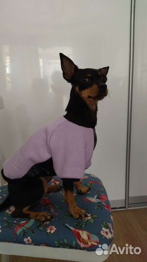 Пошив одежды для собак