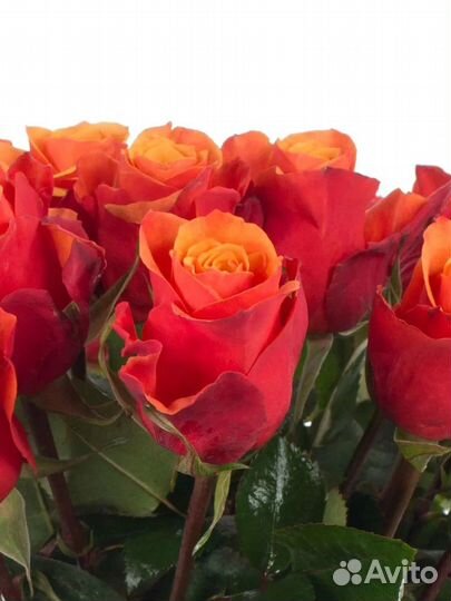 Роза Испания саженцы