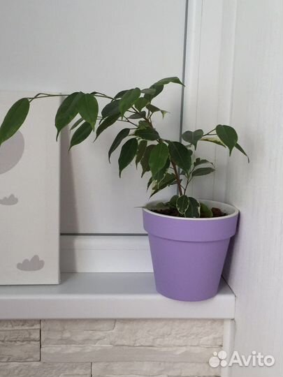 Фикус бенджамина