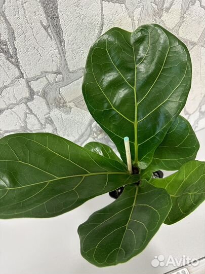 Фикус лирата колумнарис