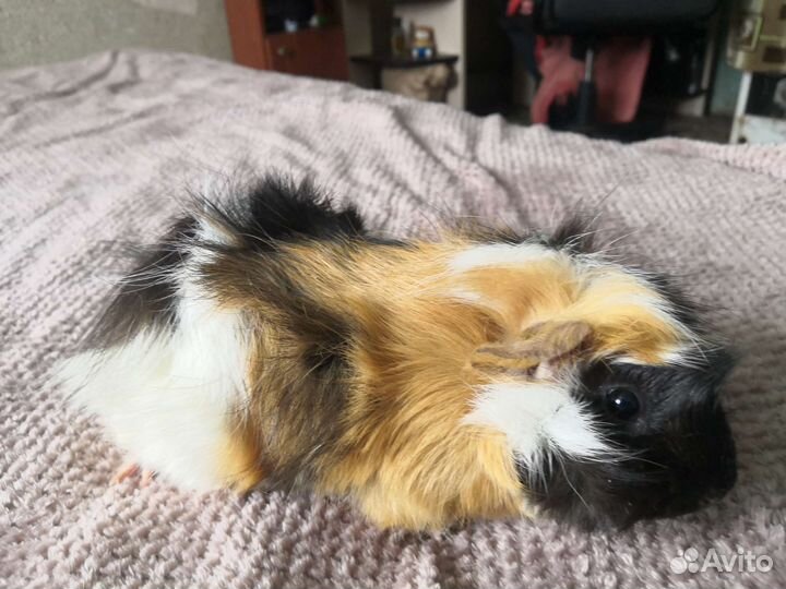 Морская свинка розетка