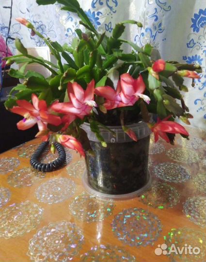 Гиппиаструм