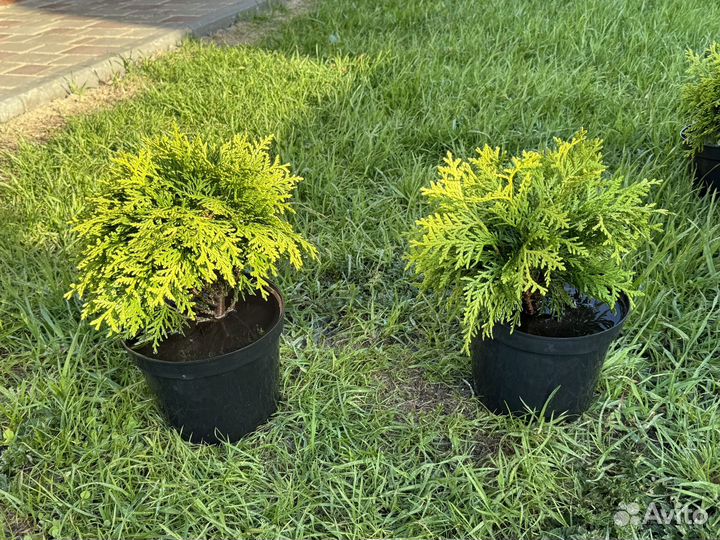 Туя шаровидная даника саженцы
