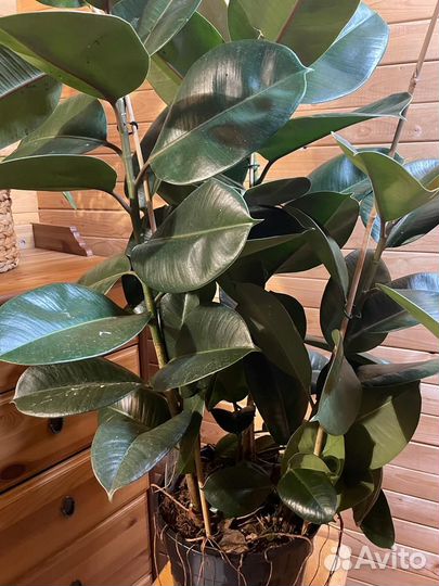 Фикус эластика Робуста D-27 /H-100, 3 ствола