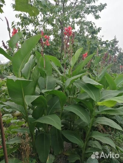 Цветы канны