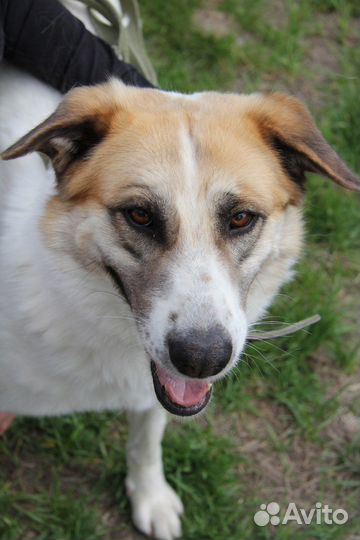 Собака красотка Скарлет в самые добрые руки