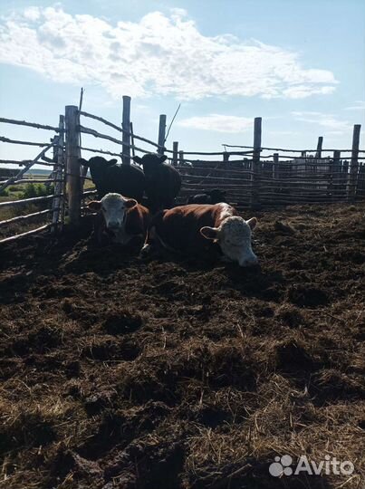 Быки породы абердин