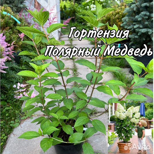 Гортензия метельчатая Металика новинки