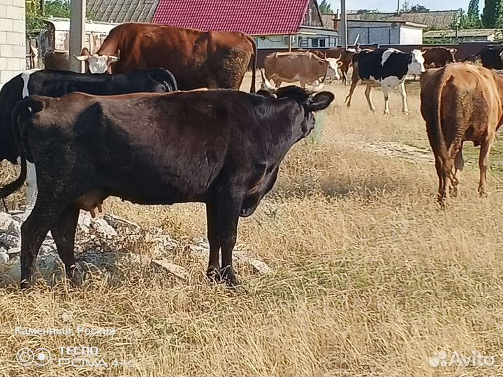 Дойные коррвы