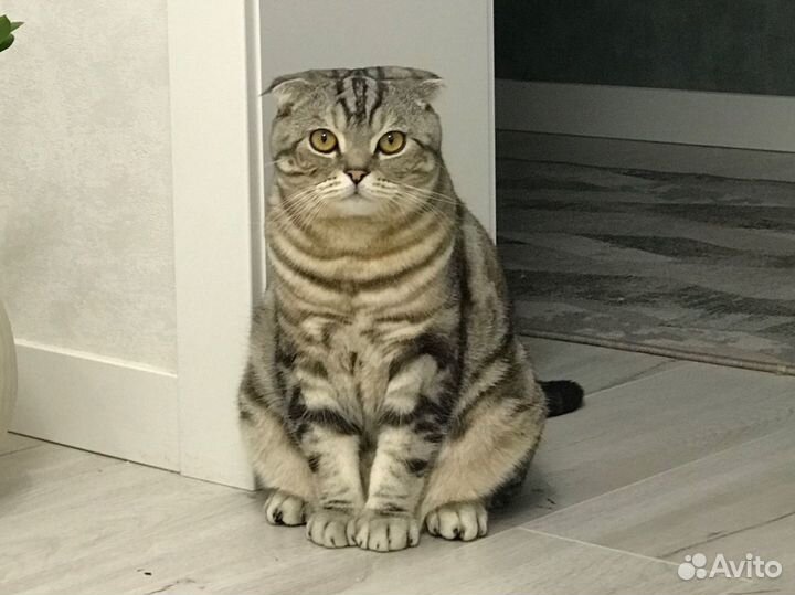 Шотландский кот в добрые руки