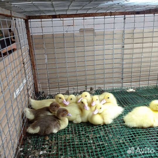 Индоутята подрощенные