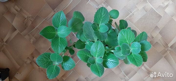 Комнатная мята (плектрантус), душистая герань