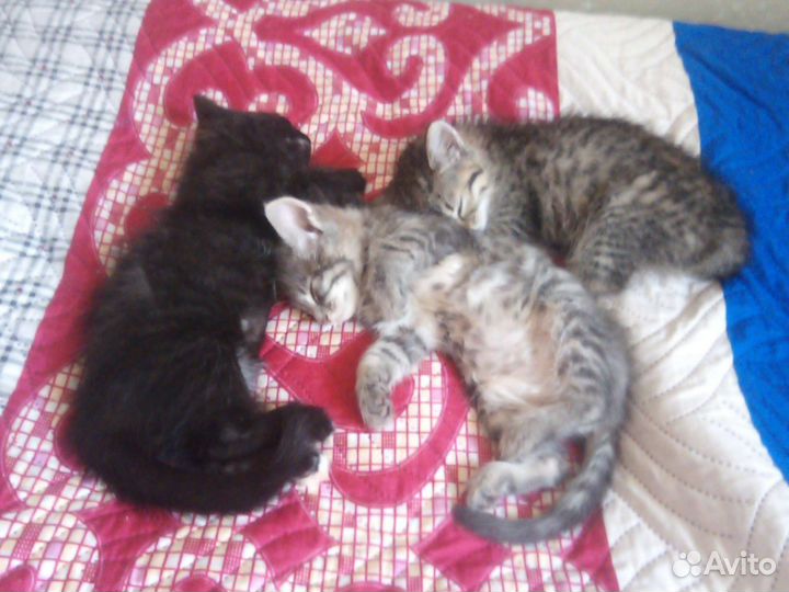 Котята бесплатно
