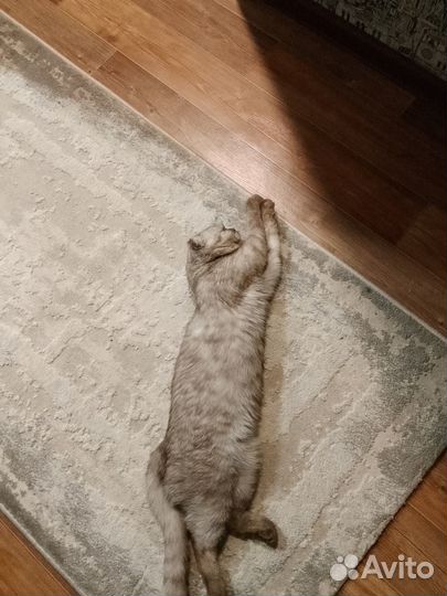 Британские котята