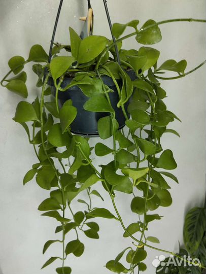 Аглаонема рози,каладиум,дисхидия,алоказия мело