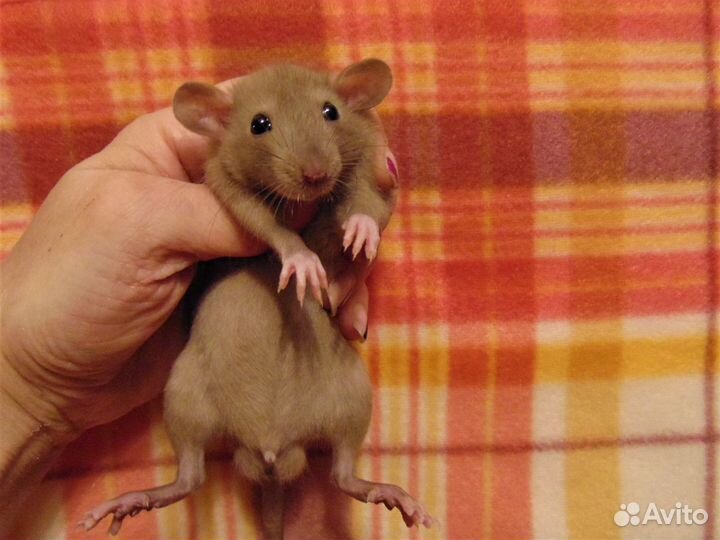 Крысы, крысята дамбо большой выбор, клетки
