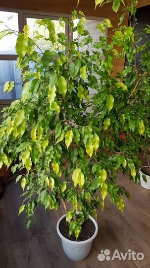 Фикус бенджамина
