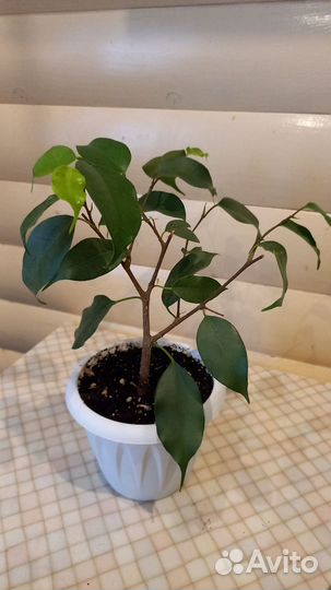 Фикус бенджамина