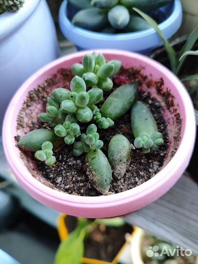 Суккуленты Пахифитум компактум