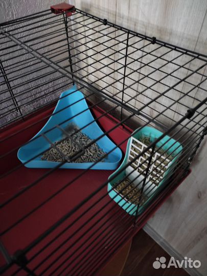 Кролик декоративный 2 года