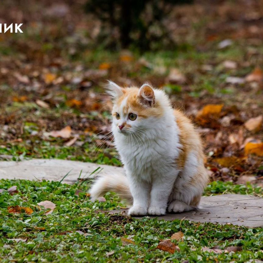 Котята ответственным людям