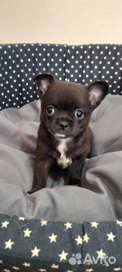 Девочка мини чихуашка
