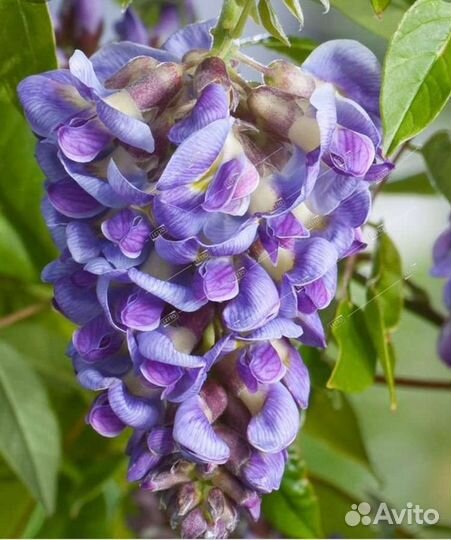 Саженцы Мимоза,кассия,сесбания,кампсис,глициния