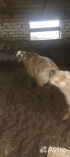 Ягнята баранчики