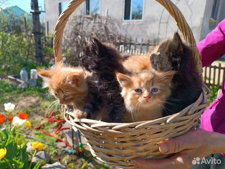 Котята в добрые руки